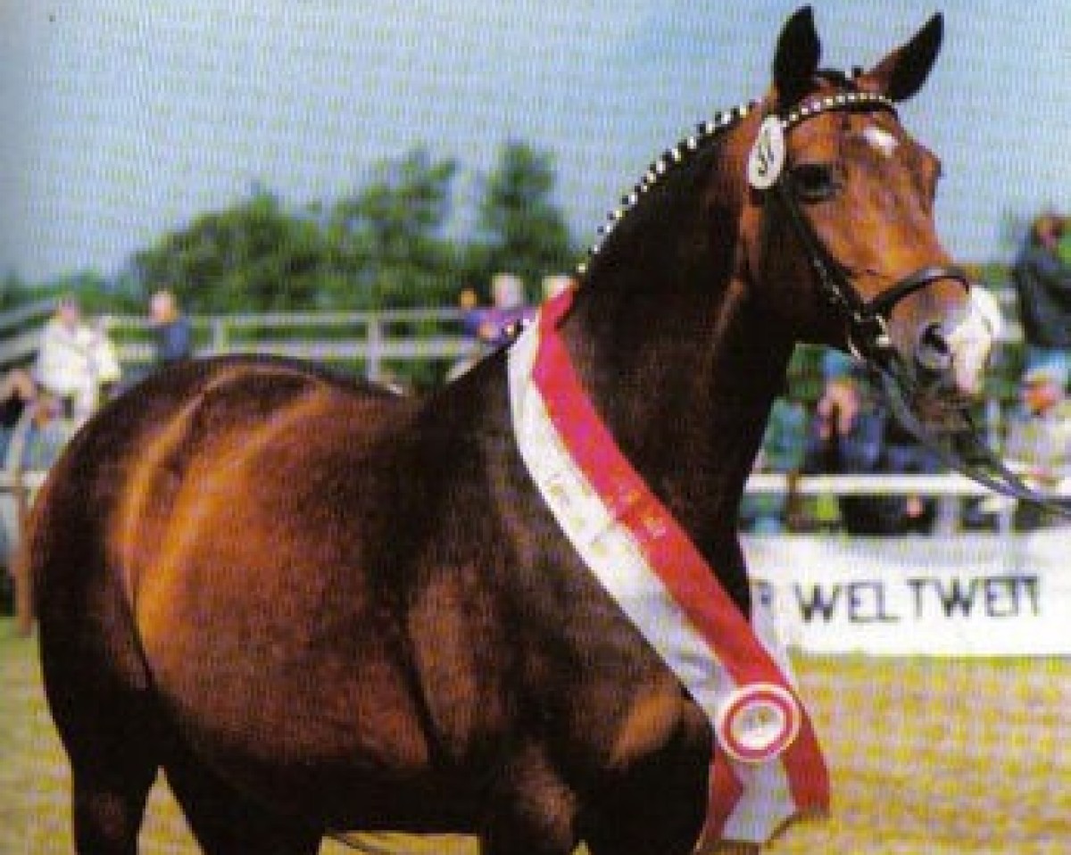 broodmare Indica (Trakehner, 1989, from Onassis)