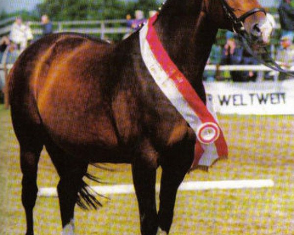 broodmare Indica (Trakehner, 1989, from Onassis)