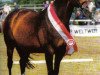 broodmare Indica (Trakehner, 1989, from Onassis)