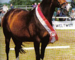 broodmare Indica (Trakehner, 1989, from Onassis)