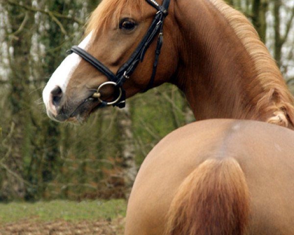 horse Domino (Little German Riding Horse, 2005, from Dreamy's Dayton)