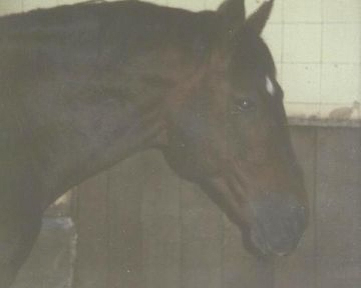 Deckhengst Apart (Westfale, 1975, von Angelo xx)