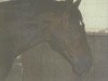 stallion Apart (Westphalian, 1975, from Angelo xx)