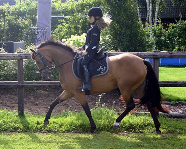 dressage horse Dark Sekret (German Riding Pony, 2007, from Dreamy's Dayton)