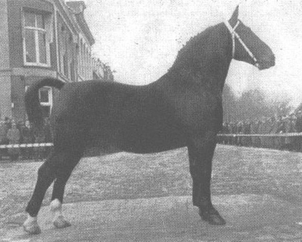 stallion Camillus (Groningen, 1948, from Cambinus)