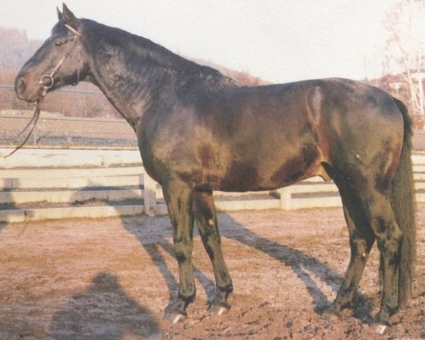 stallion Behring (Hanoverian, 1973, from Black Sky xx)