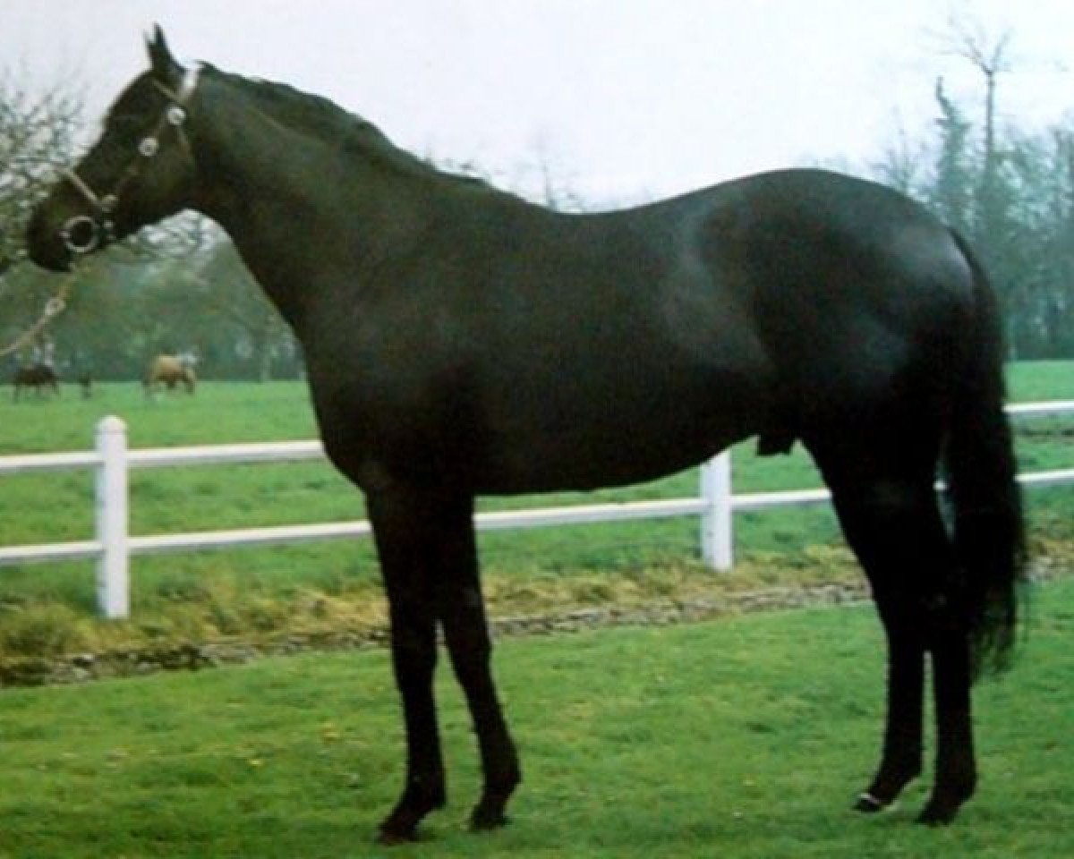 Deckhengst Matahawk xx (Englisches Vollblut, 1972, von Sea Hawk xx)