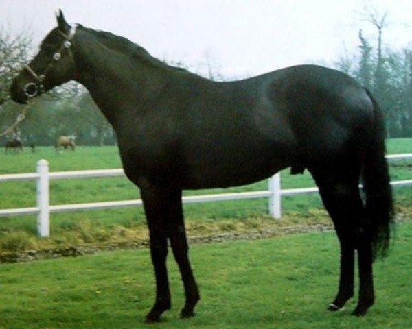 stallion Matahawk xx (Thoroughbred, 1972, from Sea Hawk xx)