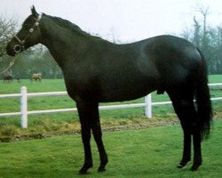 stallion Matahawk xx (Thoroughbred, 1972, from Sea Hawk xx)