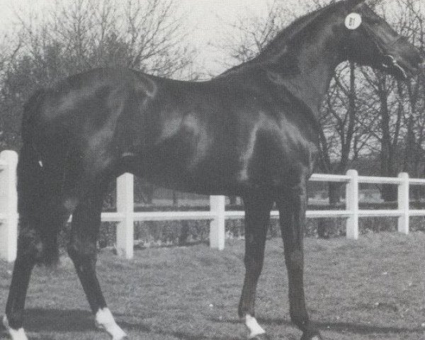 stallion First Mate xx (Thoroughbred, 1983, from Matahawk xx)