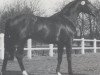 stallion First Mate xx (Thoroughbred, 1983, from Matahawk xx)