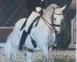 stallion Vivaldi (Oldenburg, 1980, from Vollkorn xx)