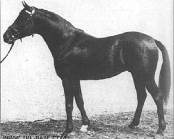 stallion Polargeist (Trakehner, 1977, from Daemon ox)