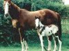 broodmare Patchy Lassy xx (Thoroughbred, 1989, from Pesty Axe xx)