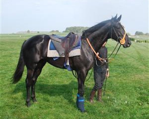 stallion Finley Connolly xx (Thoroughbred, 2009, from Cockney Rebel xx)