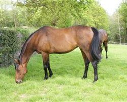 broodmare Bramaputra xx (Thoroughbred, 2005, from Choisir xx)