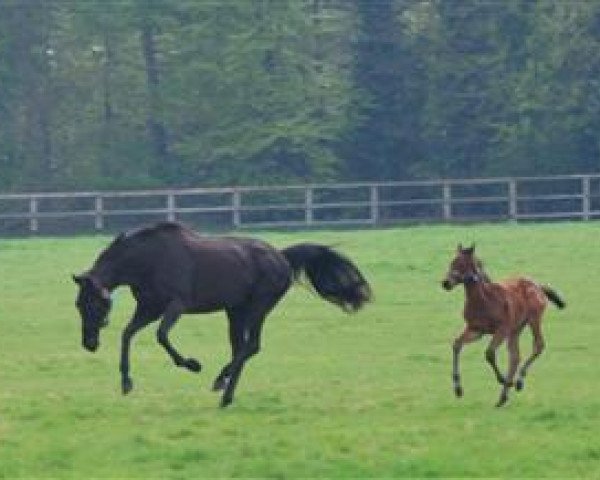 broodmare In The Woods xx (Thoroughbred, 1998, from You And I xx)