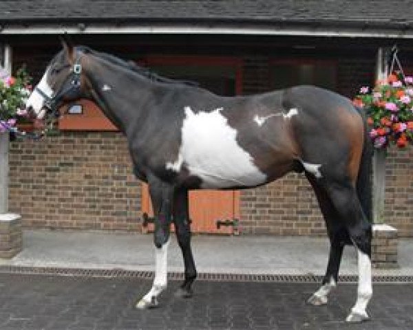 horse Double Eight Mate xx (Thoroughbred, 2009, from Letter Of Marque xx)