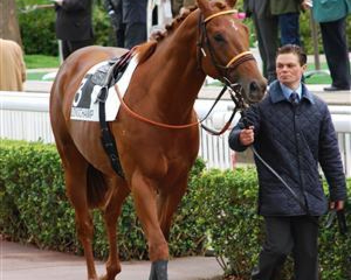 Pferd Eighty Eight Red xx (Englisches Vollblut, 2008, von Dubawi xx)
