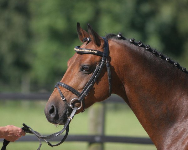 stallion Ombri B (German Riding Pony, 1999, from Ombre)