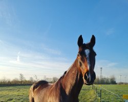 dressage horse Devina Commedia (Hanoverian, 2004, from Depardieu 11)