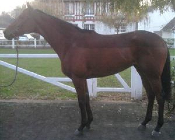 horse Yalumba xx (Thoroughbred, 2009, from Epalo xx)