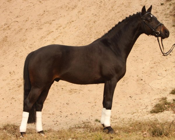 stallion Olli B (German Riding Pony, 2004, from Ombri B)
