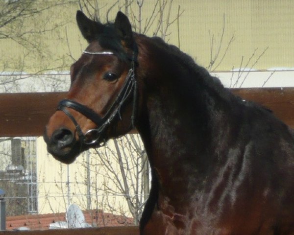 Dressurpferd Hirkani (Württemberger, 2008, von Hochfein)