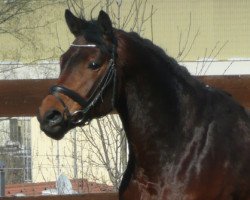 dressage horse Hirkani (Württemberger, 2008, from Hochfein)