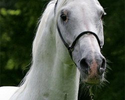 stallion Kylinski 1988 ox (Arabian thoroughbred, 1988, from Peisuli ox)