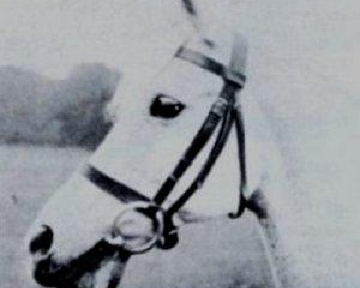 broodmare Bint Azz 1880 RAS (Arabian purebred, 1880, from Wazir 1863 ox)