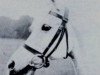 broodmare Bint Azz 1880 RAS (Arabian thoroughbred, 1880, from Wazir 1863 ox)