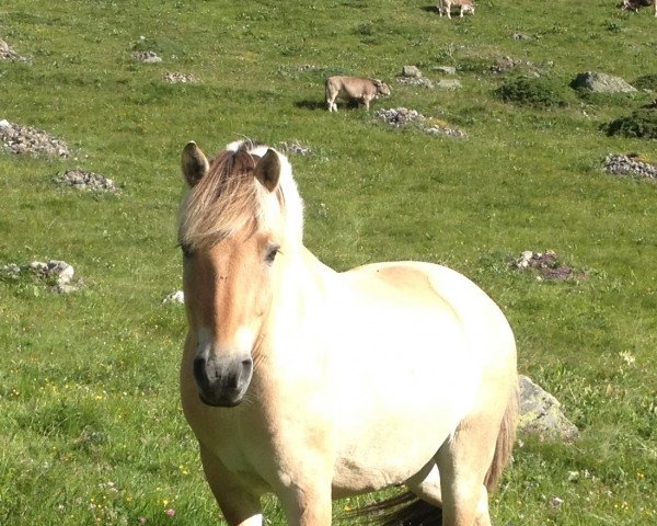 Pferd Romeo Baron (Fjordpferd, 2007, von Resen N.2673)