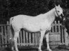 broodmare Makbula 1886 ox (Arabian thoroughbred, 1886, from Wazir 1863 ox)