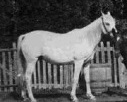 broodmare Makbula 1886 ox (Arabian thoroughbred, 1886, from Wazir 1863 ox)