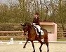 dressage horse Louis 284 (Rhinelander, 2006, from Lord Loxley I)