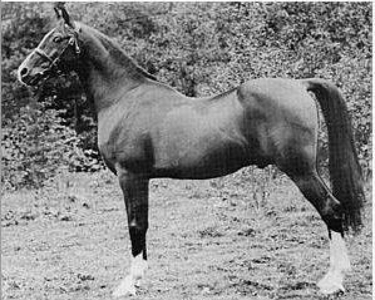 stallion Nadir 1901 ox (Arabian purebred, 1901, from Mesaoud 1887 RAS)