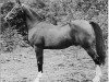 stallion Nadir 1901 ox (Arabian thoroughbred, 1901, from Mesaoud 1887 RAS)