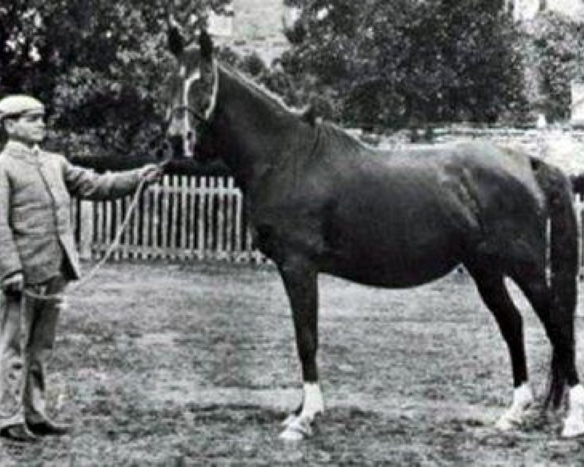 broodmare Nefisa 1885 ox (Arabian purebred, 1885, from Hadban DB)