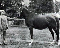 broodmare Nefisa 1885 ox (Arabian thoroughbred, 1885, from Hadban DB)