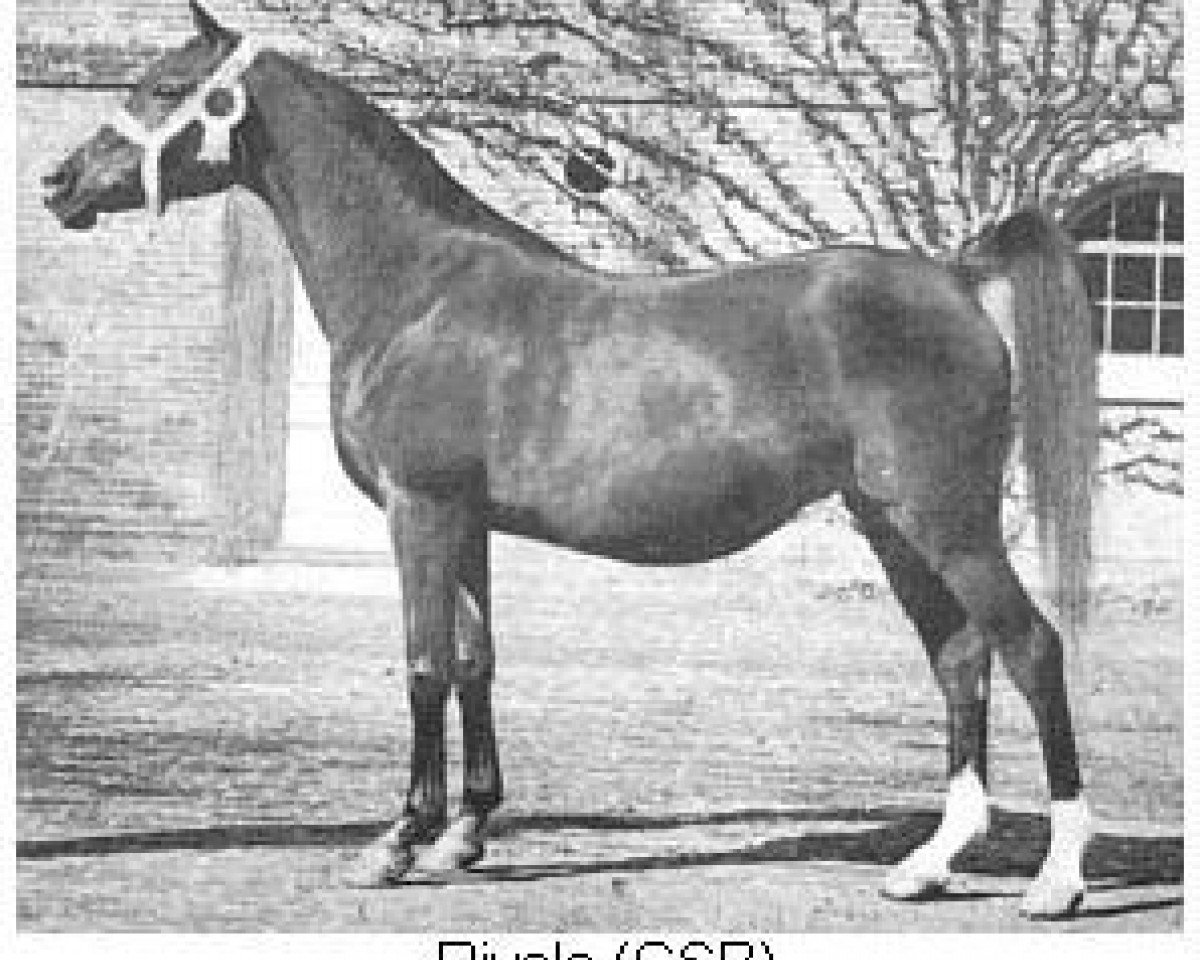 broodmare Riyala 1905 ox (Arabian purebred, 1905, from Astraled 1900 ox)