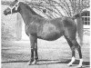 broodmare Riyala 1905 ox (Arabian thoroughbred, 1905, from Astraled 1900 ox)