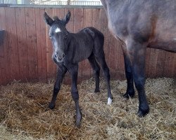 Pferd Orsellina (Trakehner, 2022, von Göteborg)