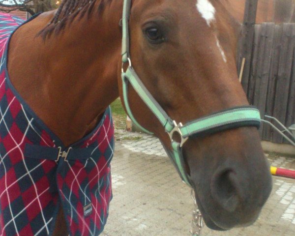 dressage horse Firefly (Rhinelander, 2004, from Fidermark)