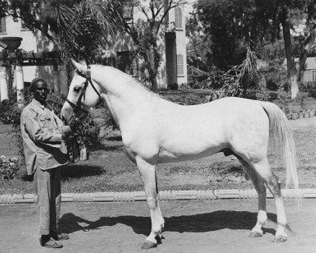 stallion Kheir 1924 RAS (Arabian purebred, 1924, from Ibn Samhan 1919 RAS)