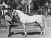 stallion Kheir 1924 RAS (Arabian thoroughbred, 1924, from Ibn Samhan 1919 RAS)