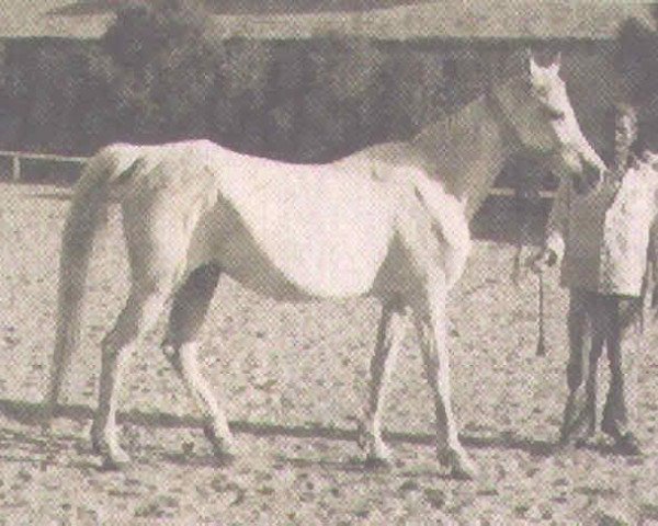 broodmare Malaka 1941 ox (Arabian thoroughbred, 1941, from Kheir 1924 RAS)