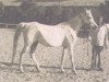 broodmare Malaka 1941 ox (Arabian thoroughbred, 1941, from Kheir 1924 RAS)