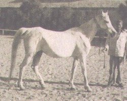 broodmare Malaka 1941 ox (Arabian thoroughbred, 1941, from Kheir 1924 RAS)