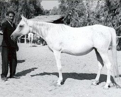 broodmare Nazeera 1954 EAO (Arabian thoroughbred, 1954, from Nazeer 1934 RAS)